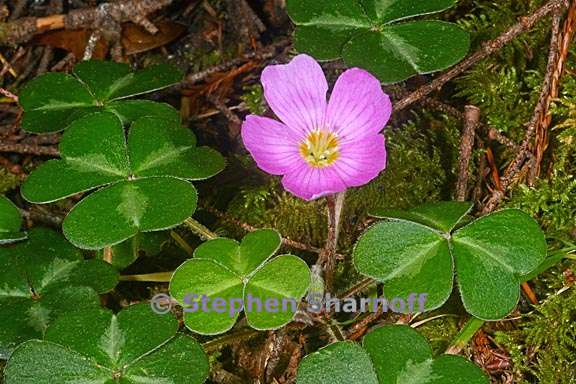 oxalis oregana 9 graphic